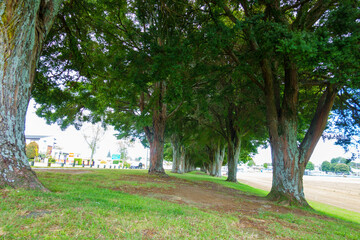 Grove of totara trees planted on Nicholson Field along Fifteen Avenue commemorating past pupils of Tauranga Boys College lost in World War 11.