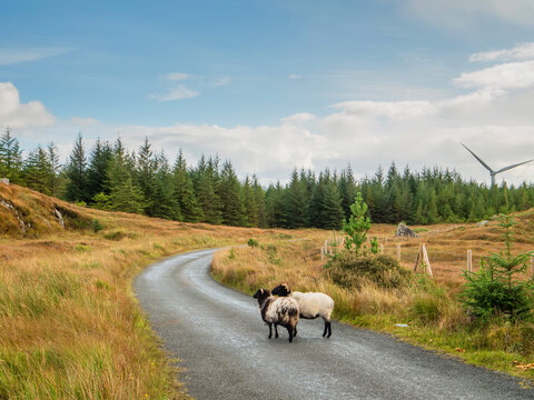 A flock of sheep are walking down a road next to a wind turbine. The sheep are scattered along the road, with some closer to the camera and others further away