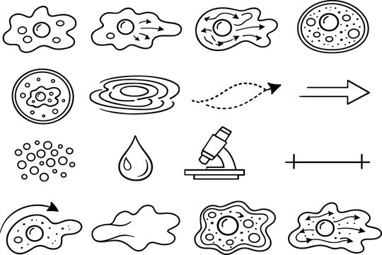 Image Generation. Line style icons of amoeba pseudopodia formation: amoeba shape, pseudopod extension, cytoplasm streaming, cell