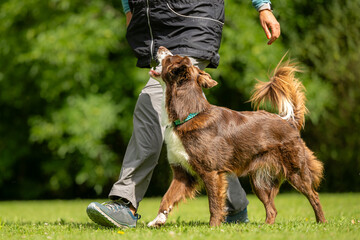 handler and australian shepherd performing tight heelwork in a clear side view