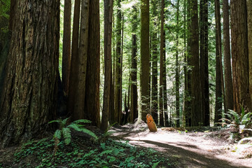 Serene Redwood Forest Path