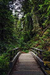 Wooden Bridge in Lush Forest