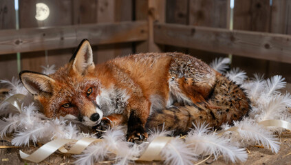 Red fox sleeping on a bed of white feathers and silk ribbons in a moonlit rustic barn