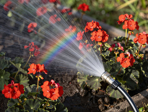 Rainbow arc over bright red geraniums as a garden hose waters a flower bed