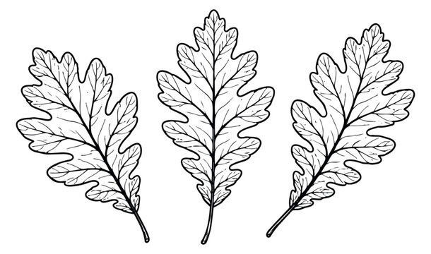 Hand drawn line art botanical leaves set featuring three oak leaves for autumn and nature designs