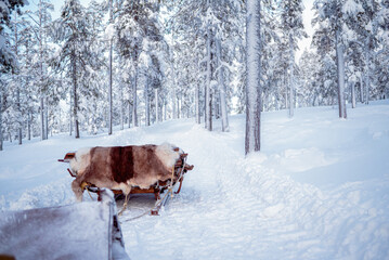 Traditional wooden reindeer sled draped in warm reindeer fur parked on a scenic snowy trail within a frozen Lapland forest. This authentic winter landscape captures the peaceful atmosphere of a Nordic