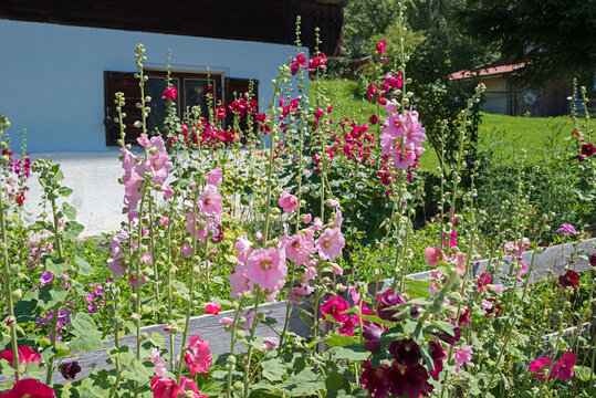 Flowering hollyhocks on the fence of a cottage garden