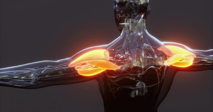 This visual representation showcases the human bodys muscle anatomy, focusing on the arm and shoulder regions. Bright colors emphasize the major muscle groups and their connections.