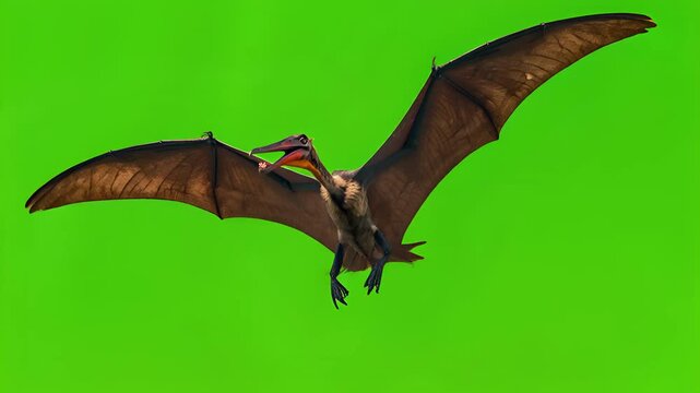 Pterodactyl Flying on Green Screen Chroma Key Background, Ancient Reptile