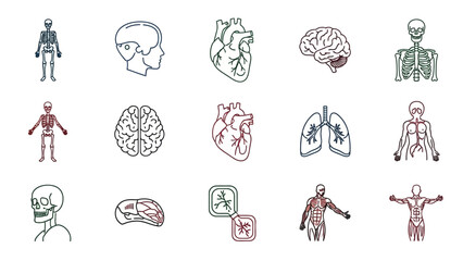 Fototapeta premium Human Anatomy Icons Set: Skeleton, Brain, Heart, Lungs, Skull