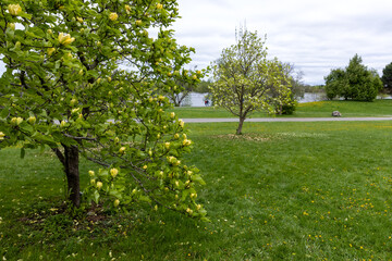 Spring park landscape with looming yellow magnolia trees in Ottawa, Canada