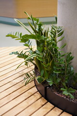 Naklejka premium Green plants grow around a supporting column in a modern indoor space with wooden flooring