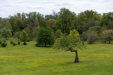 Crooked tree in field of yellow wildflowers in Dominion Arboretum in Ottawa, Canada. Green park in springtime