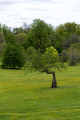 Spring in park. Crooked tree in meadow of yellow dandelions, wildflowers in Dominion Arboretum in Ottawa, Canada