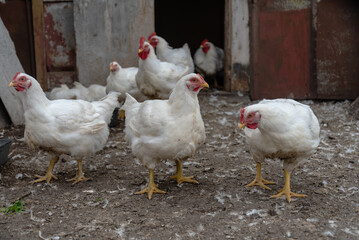 Free-range white chickens in farmyard during daytime