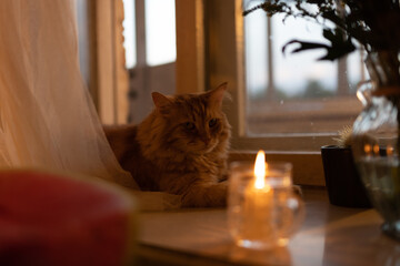 Cozy ginger cat by window with candlelight at home in evening atmosphere