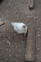 White chicken feeding on grain in outdoor farmyard
