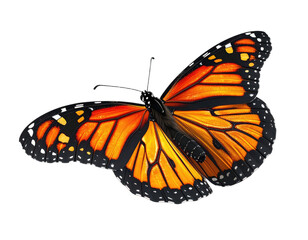 Obraz premium Vividly colored butterfly, with intricate wing patterns, against a black background