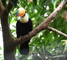 Naklejka premium a beautiful toucan with a huge orange beak