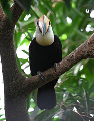 Obraz premium a beautiful toucan with a large orange beak