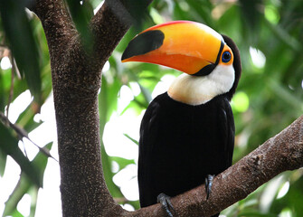 Obraz premium a beautiful toucan with a large orange beak
