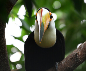 Obraz premium a beautiful toucan with a huge orange beak