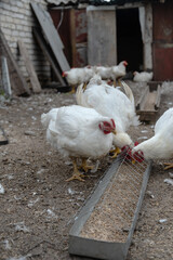 White chickens feeding in outdoor enclosure of rural farm
