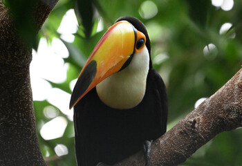 Obraz premium a beautiful toucan with a huge orange beak