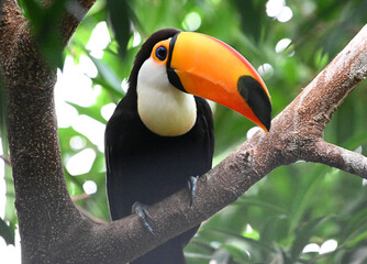 Obraz premium a beautiful toucan with a large orange beak