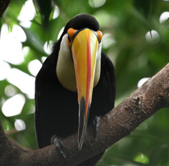 Obraz premium a beautiful toucan with a large orange beak