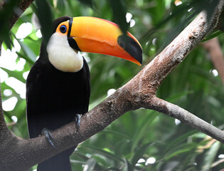 Obraz premium a beautiful toucan with a huge orange beak