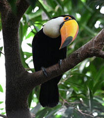 Obraz premium a beautiful toucan with a large orange beak