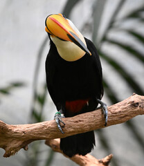 Obraz premium a beautiful toucan with a large orange beak