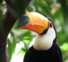 Obraz premium a beautiful toucan with a large orange beak