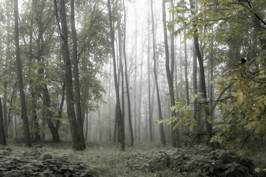 autumn foggy forest