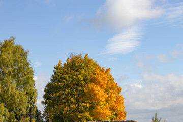 A landscape with trees in autumn colors against a clear blue sky. The bright sunlight emphasizes the contrast between the colorful leaves and the blue sky. The image conveys a calm, sunny autumn day.
