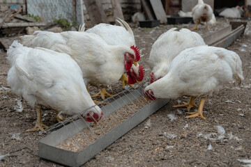 White chickens feeding on farmyard grain trough outdoors