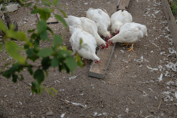 White chickens eating feed on farm ground