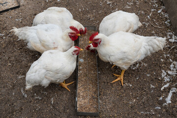 Five white chickens eating grain from feeder in farmyard