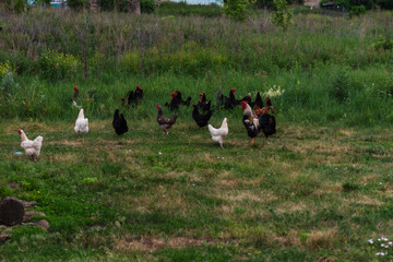 Flock of chickens grazing on a lush green pasture