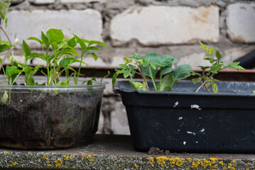 Young vegetable seedlings in plastic containers on rustic background