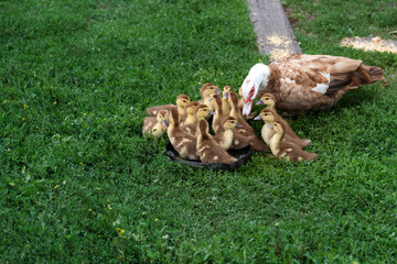 Duck with ducklings in green grass field