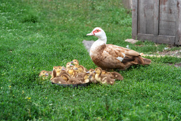 Mother duck with ducklings resting on green grass