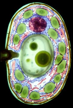 Plant Cell Chloroplasts Glow: Photosynthesis Magic 3D