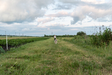 Caucasian male walking dog in countryside path with open fields and cloudy sky