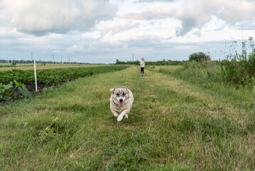 Dog running on green path with child in background under cloudy sky