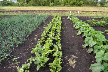 Lush vegetable garden rows with onions and greens in rich soil