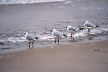 Black-headed Gull on a Sandy Beach by the Baltic Sea
