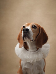 A beagle wears a white ruff collar, sitting with a calm and elegant posture against a beige background. The minimalist setup enhances the dog's dignified appearance.