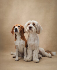 A Beagle and a white fluffy dog sit together on a beige studio background, showcasing a peaceful and harmonious bond. The soft tones highlight their calm and friendly demeanor.